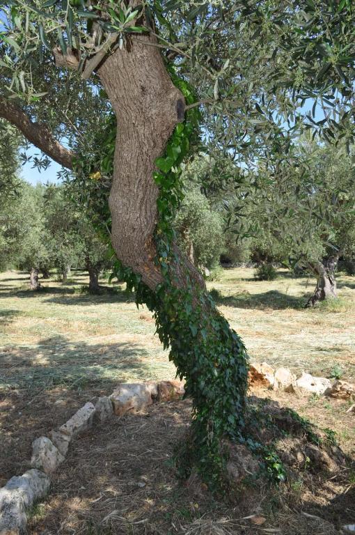 Masseria Costanza Путіньяно Екстер'єр фото